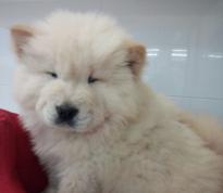 Quality Chow Chow Puppies for Sale