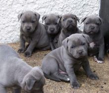 RESPONSIBLE!!Staffordshire Blue Terrier Pups For Sale Text me on ( 204-674-0549 )
