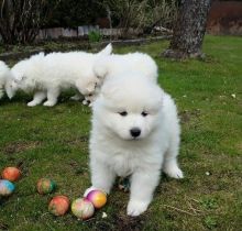 Samoyed Puppies available now.Text me on ( 204-674-0549 )