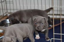 STAFFORDSHIRE BULL TERRIER PUPS AVAILABLE!Text me on ( 204-674-0549