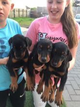 Stunning CKC registered Dobermann puppies European bloodline Text me on ( 204-674-0549 )