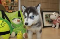 Sweet Siberian Husky Puppies