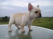 Well Trained French Bulldog Puppies