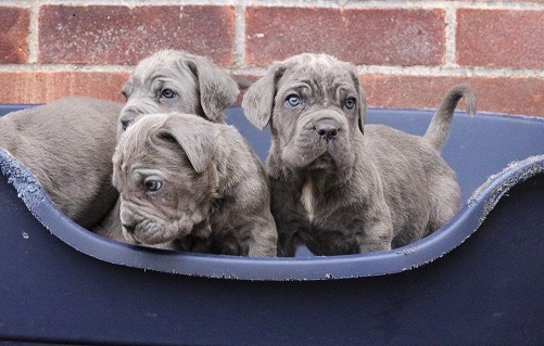 Beautiful Neapolitan mastiff pups for sale Text me on ( 204-674-0549 ) Image eClassifieds4u
