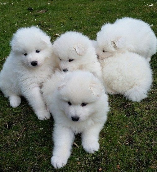 Beautiful Samoyed looking for new home Text me on ( 204-674-0549 ) Image eClassifieds4u