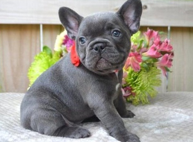 CKC French Bulldog puppies for sale Text me on ( 204-674-0549 ) Image eClassifieds4u