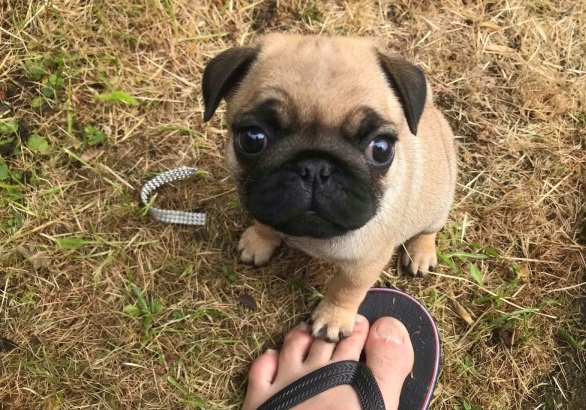 Gorgeous Pug Puppies Ready Now Image eClassifieds4u
