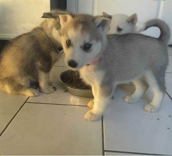 Lovely Siberian husky puppies For Sale Image eClassifieds4u