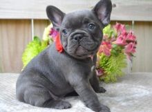 CKC French Bulldog puppies for sale Text me on ( 204-674-0549 ) Image eClassifieds4U