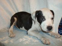 Pretty American Bulldog Puppy for adoption Image eClassifieds4U