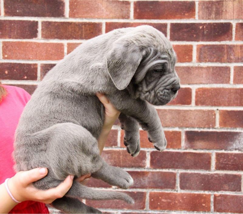 Neapolitan Mastiff Text me on ( 204-674-0549 ) Image eClassifieds4u
