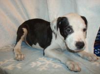 Pretty American Bulldog Puppy for adoption Image eClassifieds4u