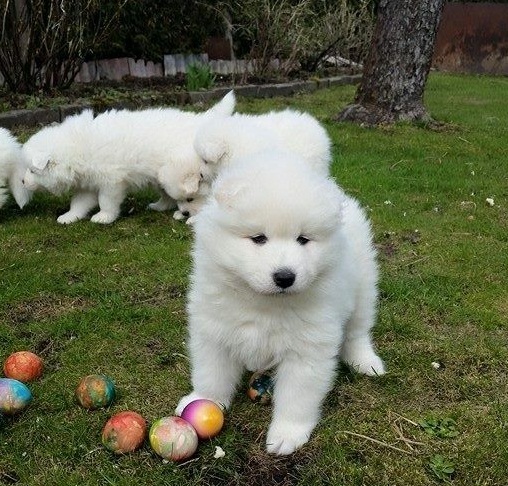 Samoyed Puppies available now.Text me on ( 204-674-0549 ) Image eClassifieds4u