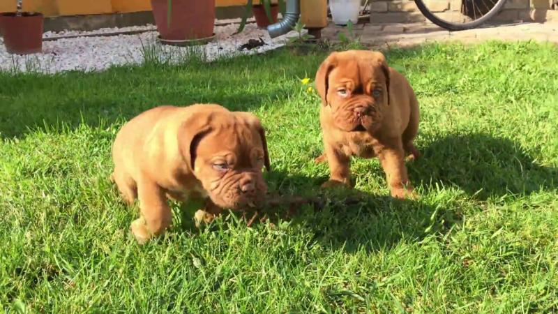 Stunning CKC Dogue De Bordeaux Text me on ( 204-674-0549 ) Image eClassifieds4u