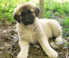 Anatolian Shepherd puppies