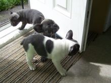 Blue pie French Bulldog Puppies Ready Now