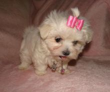 Maltese puppies ready to go text .. (415)(993)9082