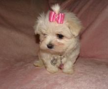 Maltese puppies ready to go text .. (415)(993)9082