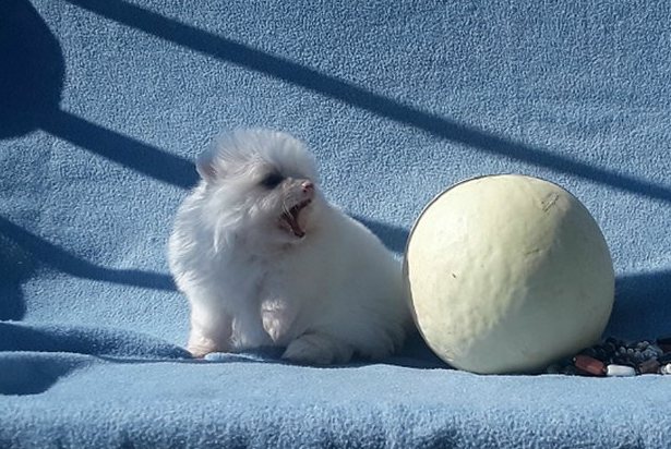 12 WEeKK POMERANIAN AVAILABLE Image eClassifieds4u