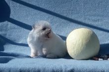 12 WEeKK POMERANIAN AVAILABLE Image eClassifieds4U
