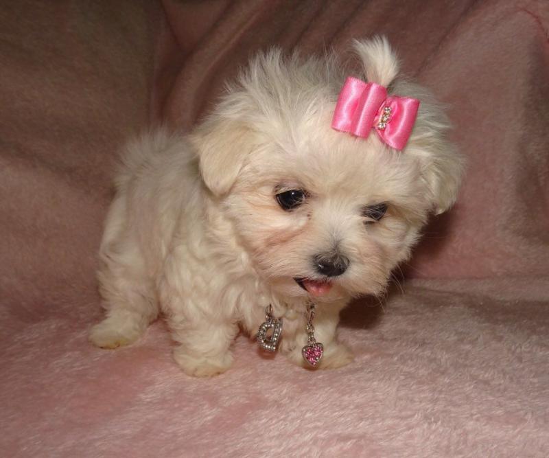 Maltese puppies ready to go text .. (415)(993)9082 Image eClassifieds4u