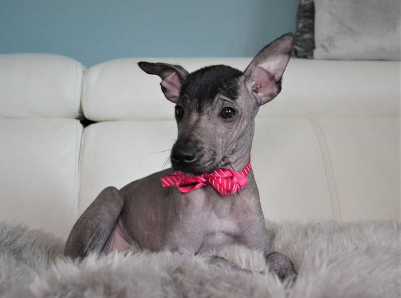 adorable Mexican Hairless Dog puppies For Sale Image eClassifieds4u