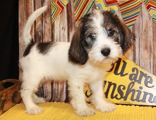 Petit Basset Griffon Vendeen puppies For Sale Image eClassifieds4u