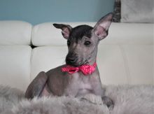 adorable Mexican Hairless Dog puppies For Sale