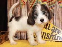 Petit Basset Griffon Vendeen puppies For Sale