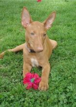 Healthy Male and Female Pharaoh Hound puppies For Sale looking for a good home