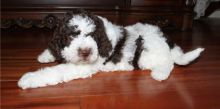 Quality Lagotto Romagnolo puppies For Sale