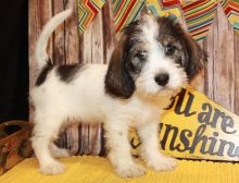 Petit Basset Griffon Vendeen puppies For Sale Image eClassifieds4U
