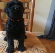 Beautiful male and female Russian Terrier puppies For Sale Image eClassifieds4U