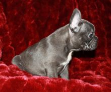 Blue French Bulldog Puppies For Sale