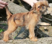 Brussels Griffon Puppies For Sale