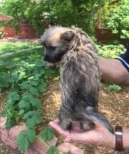 Adorable CKC registered Cairn Terrier Puppies For Sale s