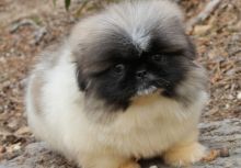 Pekingese Puppies For Sale