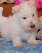Scottish terrier Puppies For Sale