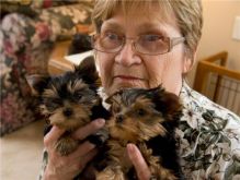 Male and Female Yorkie puppies 🐕 For Adoption Text or call (708) 928-5512 Image eClassifieds4U