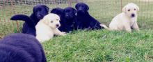 Lab/Shepherd Puppies Image eClassifieds4u 1