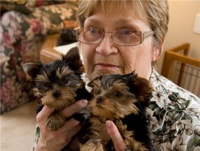 Male and Female Yorkie puppies 🐕 For Adoption Text or call (708) 928-5512 Image eClassifieds4u