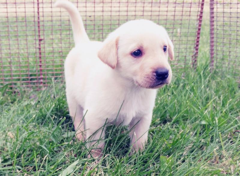 Lab/Shepherd Puppies Image eClassifieds4u