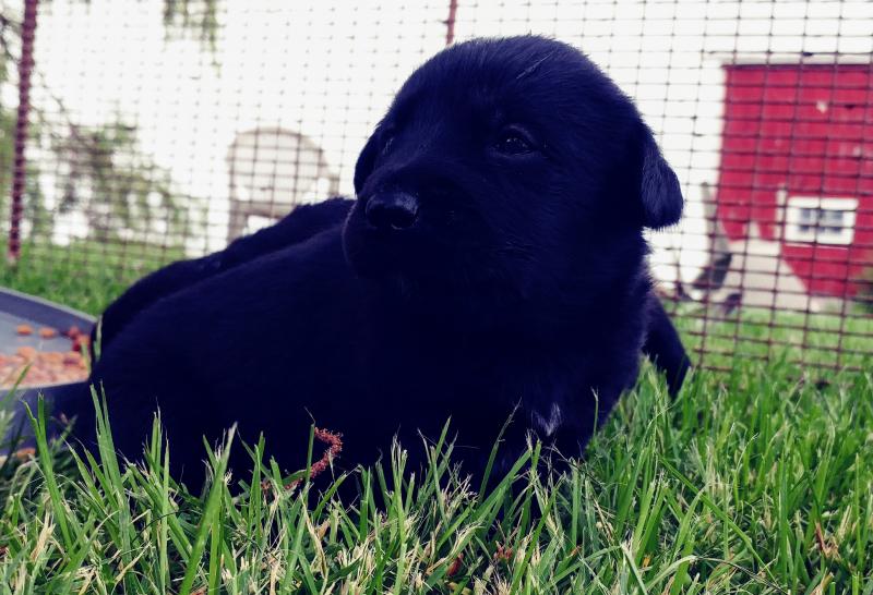 Lab/Shepherd Puppies Image eClassifieds4u