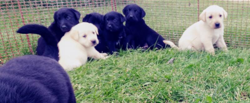 Lab/Shepherd Puppies Image eClassifieds4u