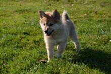 beautiful Icelandic Sheepdog Puppies For Sale