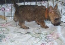 beautiful lovely Cairn Terrier Puppies For Sale