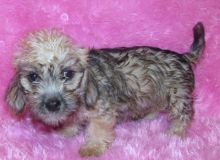 beautiful special Dandie Dinmont Terrier Puppies For Sale