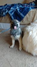 gorgeous litter of 2 pure bred Keeshond puppies For Sale