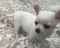 Chihuahua Puppy