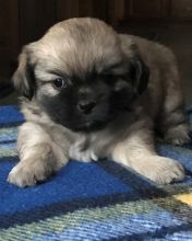 CUTE Tibetan Spaniel puppies For Sale